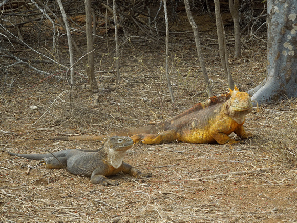 Galapagos Land Iguanas, couple (Galapagos)