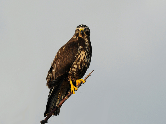 Swainson's Hawk, immature, dark morph (USA)