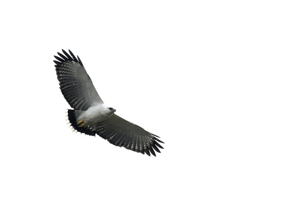 White Hawk, adult (Brazil)
