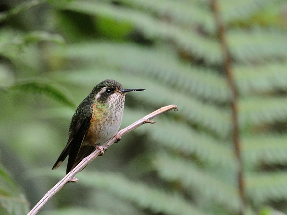 Speckled Hummingbird (Ecuador)