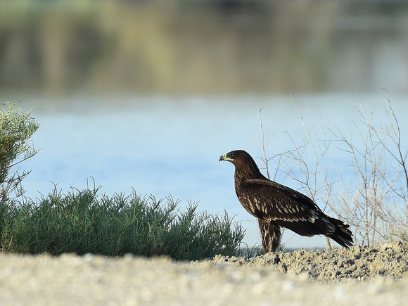 Greater Spotted Eagle (UAE)