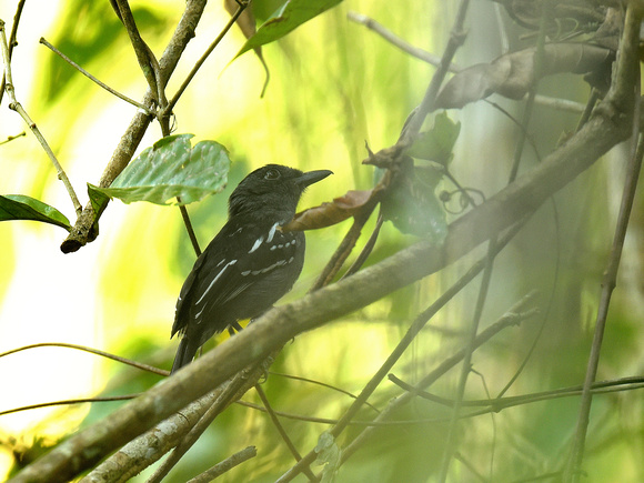 Amazonian Antshrike, male (Brazil)