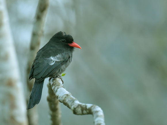 Black Nunbird (Brazil)