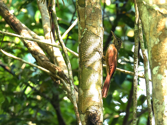 Black-banded Woodcreeper (Brazil)