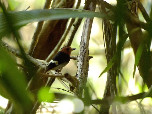 Black-chested Tyrant, male (Brazil)