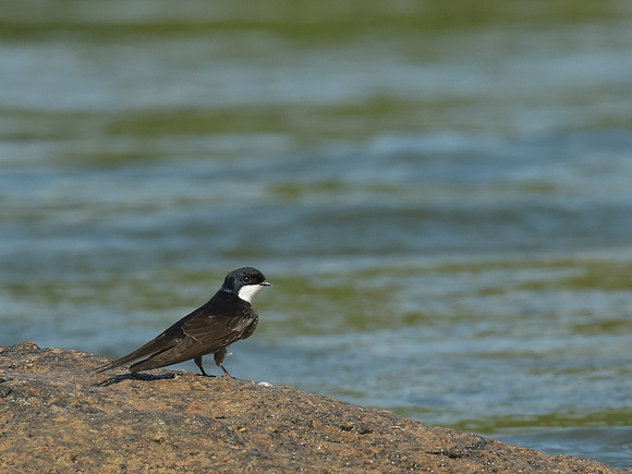 Black-collared Swallow (Brazil)