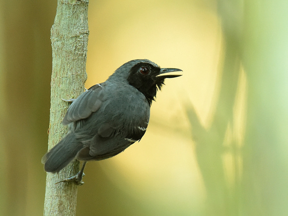 Black-faced Antbird, male (Brazil)