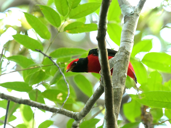 Black-necked Red Cotinga (Brazil)