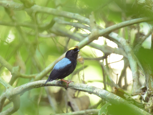 Blue-backed Manakin, ssp regina, male (Brazil)