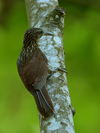 Buff-throated Woodcreeper (Brazil)