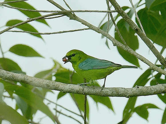 Dotted Tanager (Brazil)