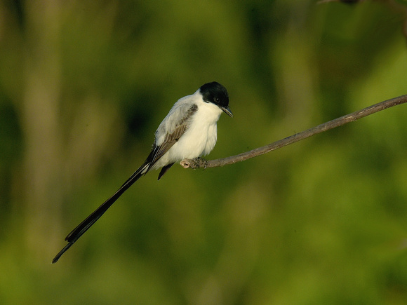 Fork-tailed Flycatcher (Brazil)