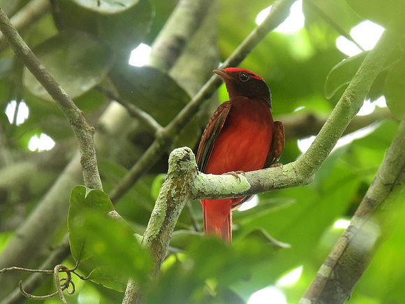 Guianan Red Cotinga, male (Brazil)