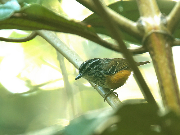 Guianan warbling Antbird (Brazil)