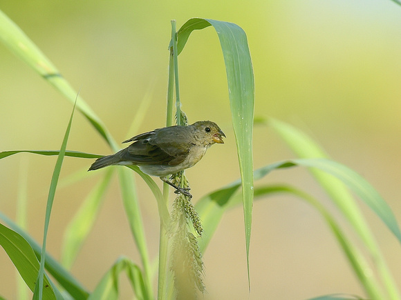 Lined Seedeater, female (Brazil)