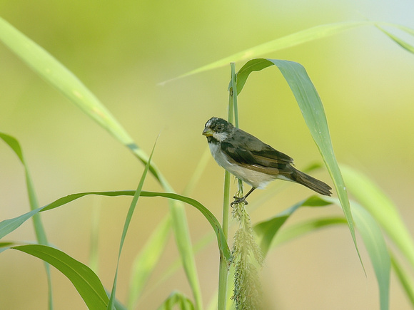 Lined Seedeater, male (Brazil)