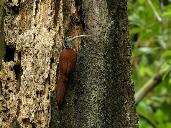 Long-billed Woodcreeper (Brazil)