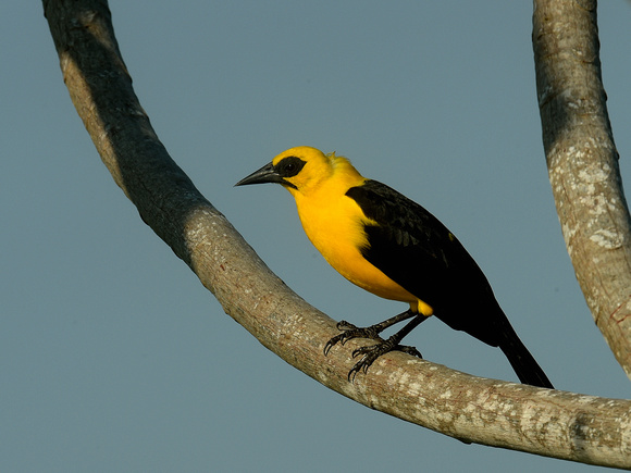 Oriole Blackbird (Brazil)