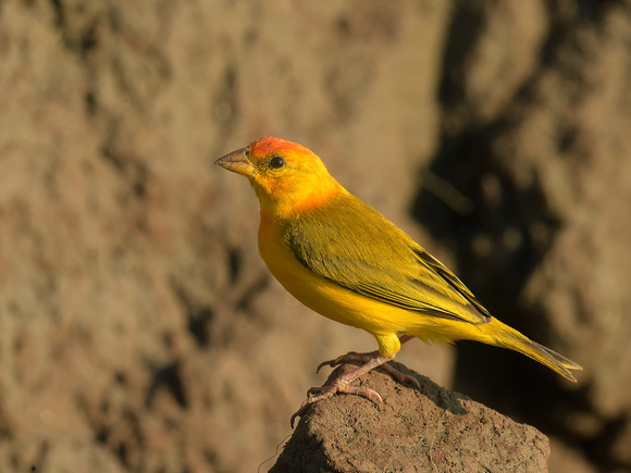 Orange-fronted yellow Finch, male (Brazil)