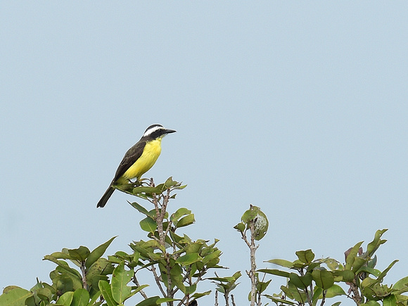 Yellow-throated Flycatcher (Brazil)