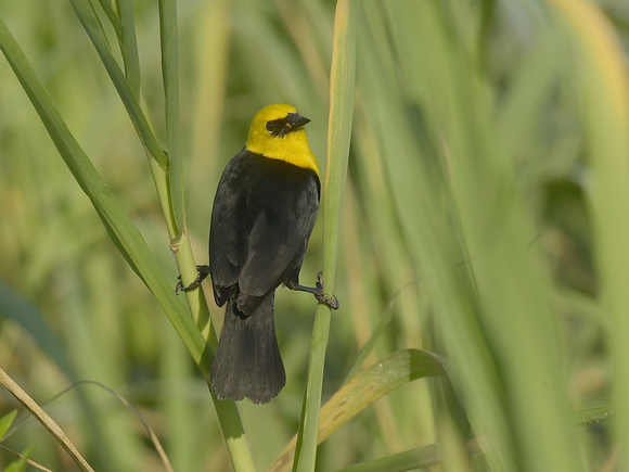 Yellow-hooded Blackbird, male (Brazil)