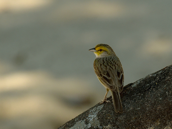Yellow-browed Sparrow (Brazil)