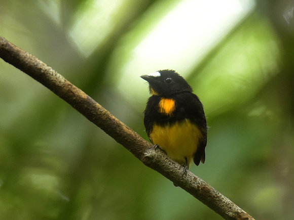 White-fronted Manakin, male (Brazil)