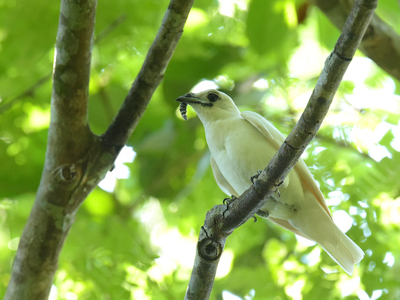 White Bellbird, male (Brazil)