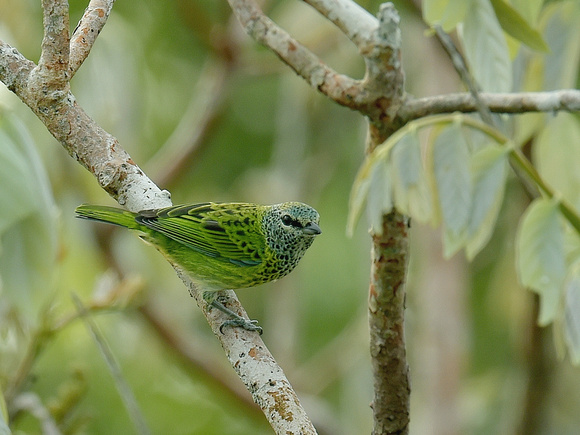 Spotted Tanager (Brazil)
