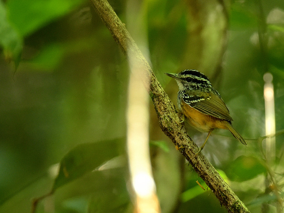 Spix's warbling Antbird (Brazil)