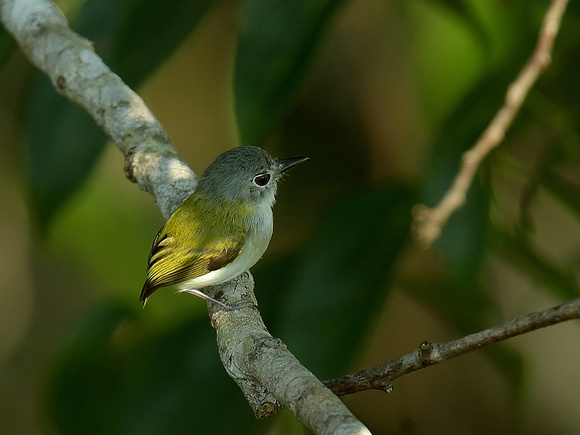 Short-tailed Pygmy Tyrant (Brazil)