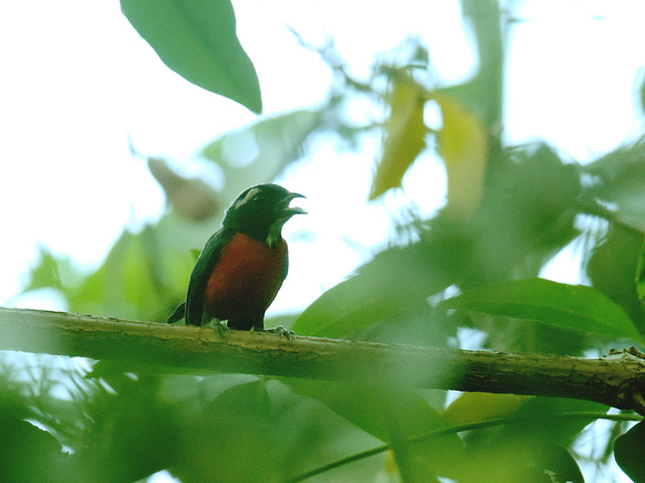 Rose-breasted Chat (Brazil)