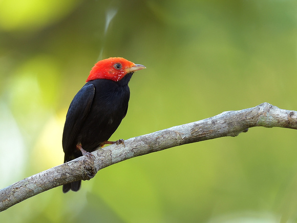 Red-headed Manakin, male (Brazil)