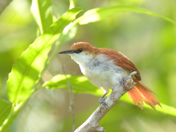 Red-and-white Spinetail (Brazil)