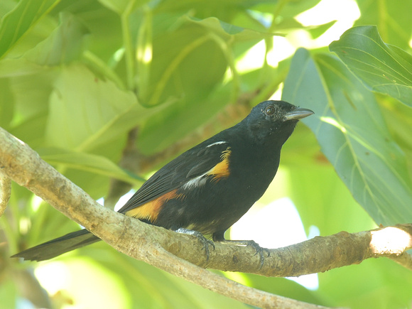 Fulvous-crested Tanager (Brazil)