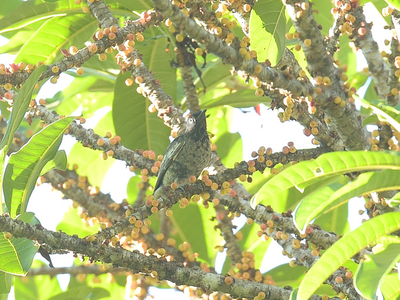 White-tailed Cotinga, female (Brazil)