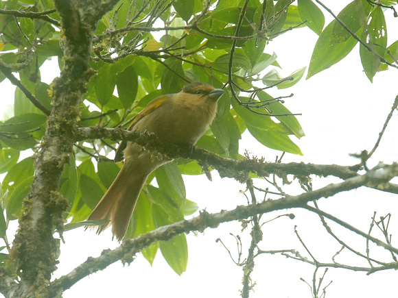 Brown Tanager (Brazil)