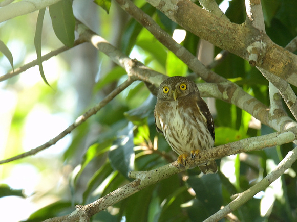 Amazonian Pygmy Owl (Brazil)