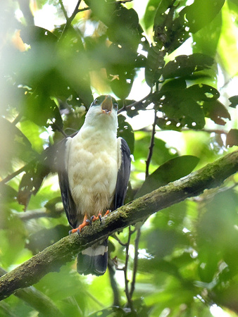 Black-faced Hawk (Brazil)