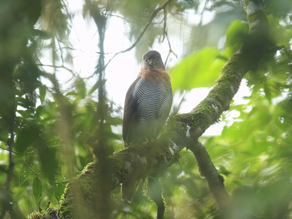 Barred Forest Falcon (Brazil)