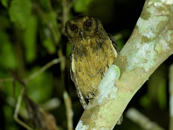 Southern Tawny-bellied Screech Owl, ssp usta (Brazil)