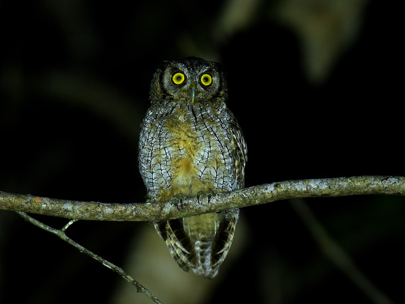 Tropical screech Owl (Brazil)