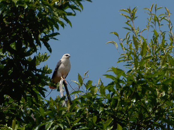 White Hawk, immature (Brazil)