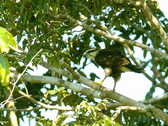 White-browed Hawk (Brazil)