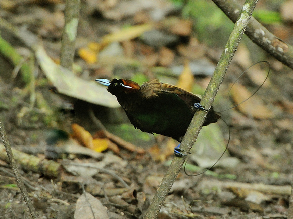 Magnificent Bird of Paradise, male (New Guinea)