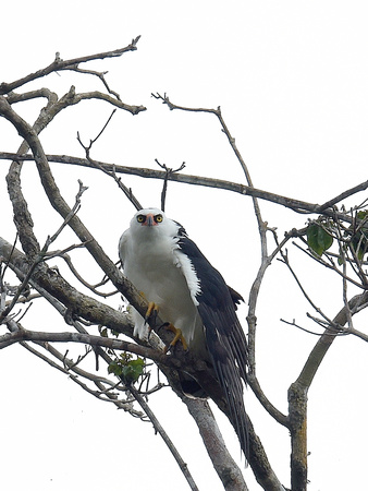 Black-and-white Hawk-Eagle 2 (Brazil)