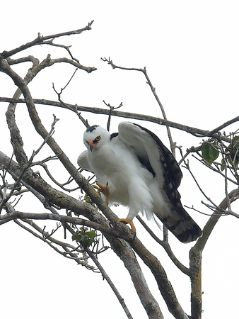 Black-and-white Hawk-Eagle 1 (Brazil)
