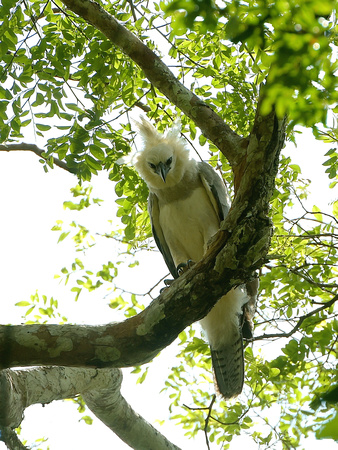 Harpy Eagle, fledgling (Brazil)