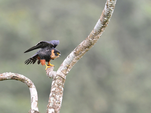 Bat Falcon (Ecuador)