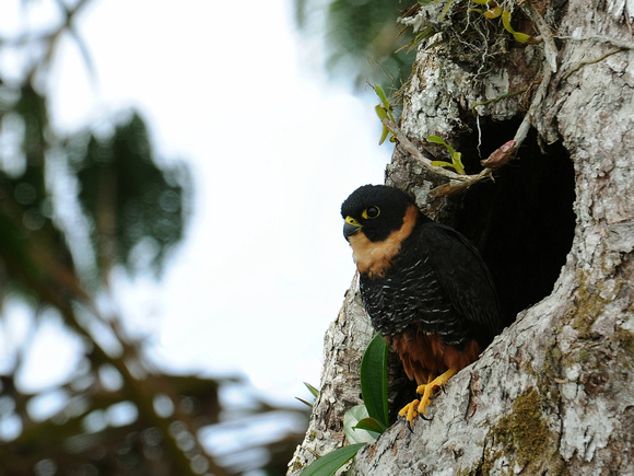 Bat Falcon (Ecuador)